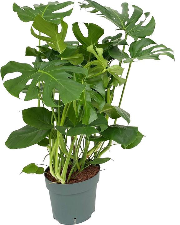 Actual product image Fresca-Plant Monstera Deliciosa (30 cm)
