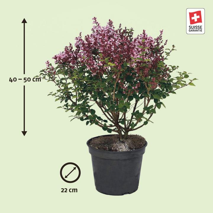 Immagine prodotto Zulauf Zwerg-Flieder / Syringa meyeri 'Palibin' (50 cm)