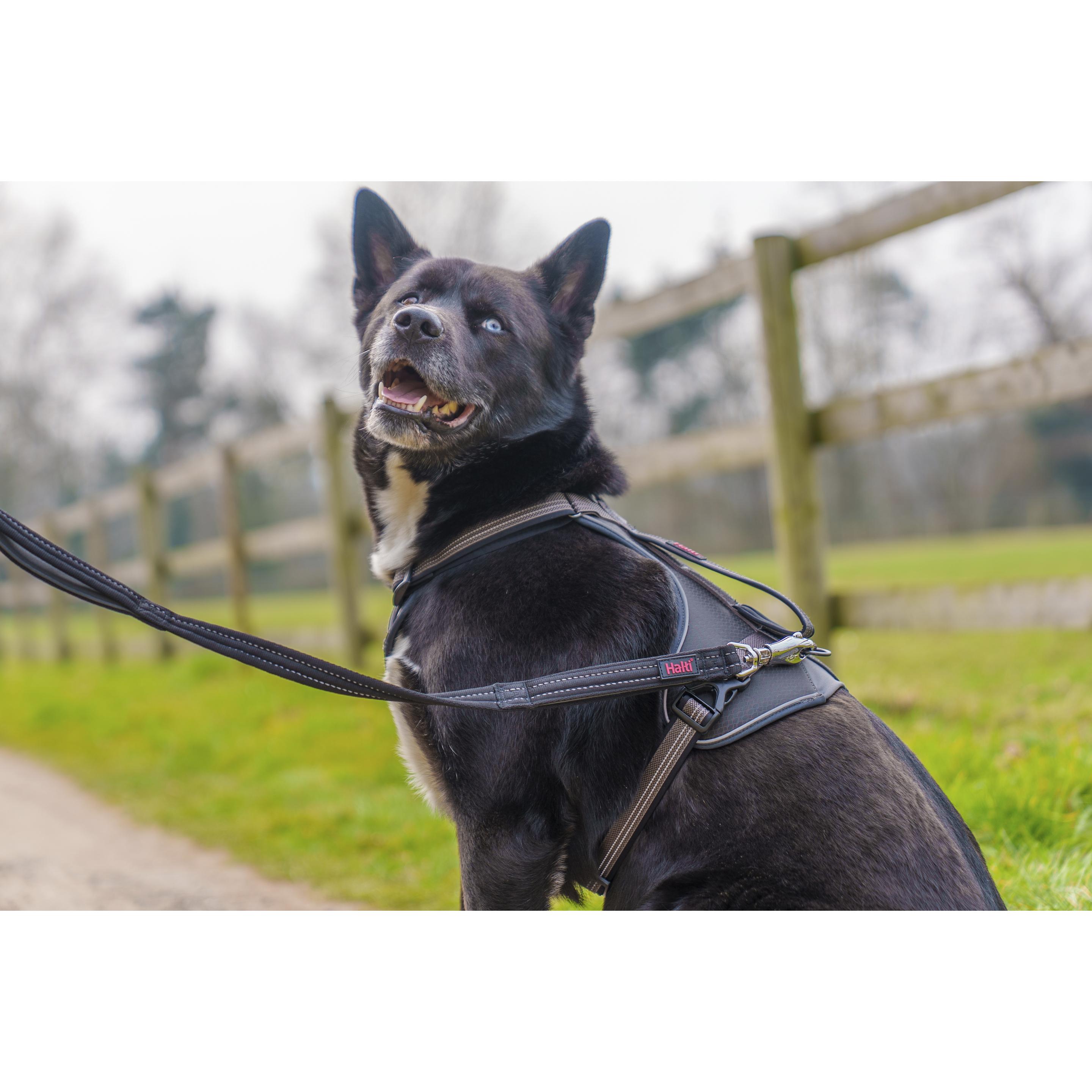 Sangle d'entraînement Company of Animals HALTI BRIG SAFETY Noir