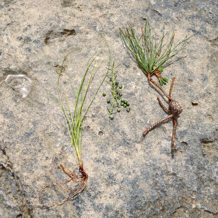 Actual product image Jil Sander Sun (Stick, 75 ml)