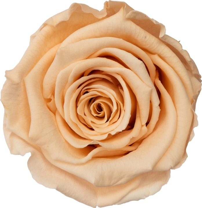 Actual product image Migros Ostschweiz Premium roses (stabilised roses) in a cube (Infinity Flowers)