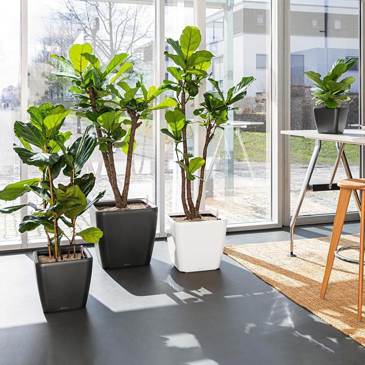 Actual product image Lechuza Quadro LS (35.50 x 35.50 x 32.50 cm)