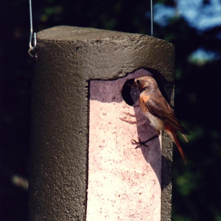 Produktbild Schwegler Nisthöhle