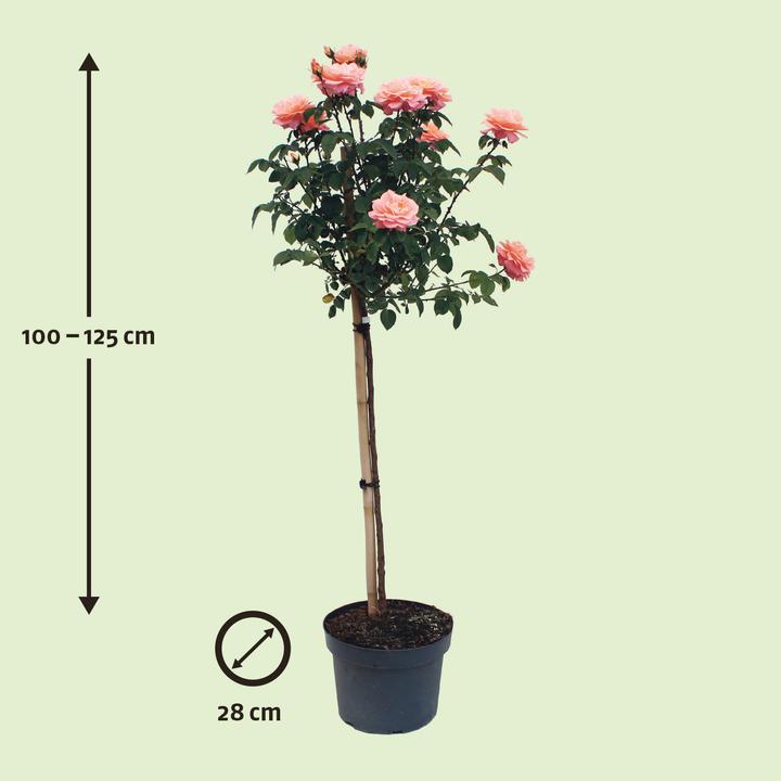 Immagine prodotto Zulauf Hochstammrose / Rosa (FL) 'Elizabeth of Glamis' (180 cm)
