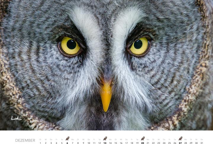 Immagine prodotto Eulen Kalender 2026 (47,5 x 33 cm)