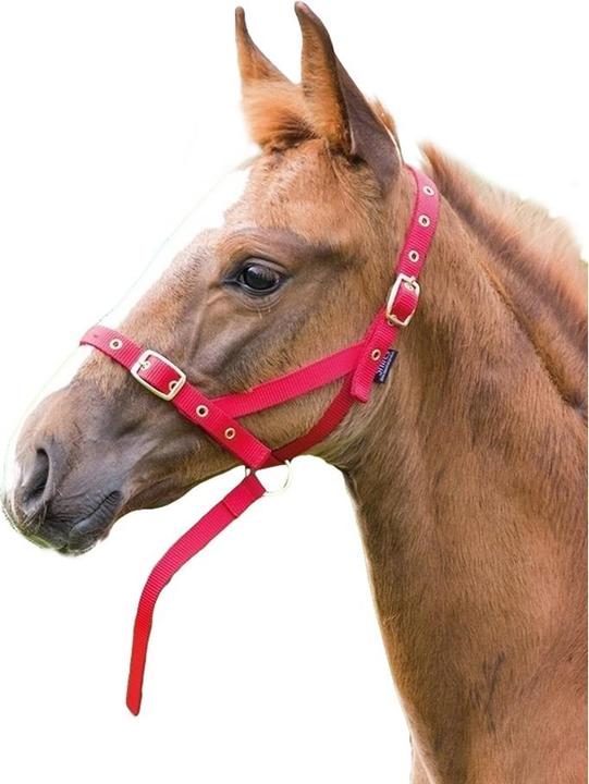 Shires Licol pour poulain Slip