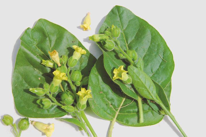 Produktbild Zollinger Bio Tabak, Bauerntabak (einjährig) (Keimlinge)