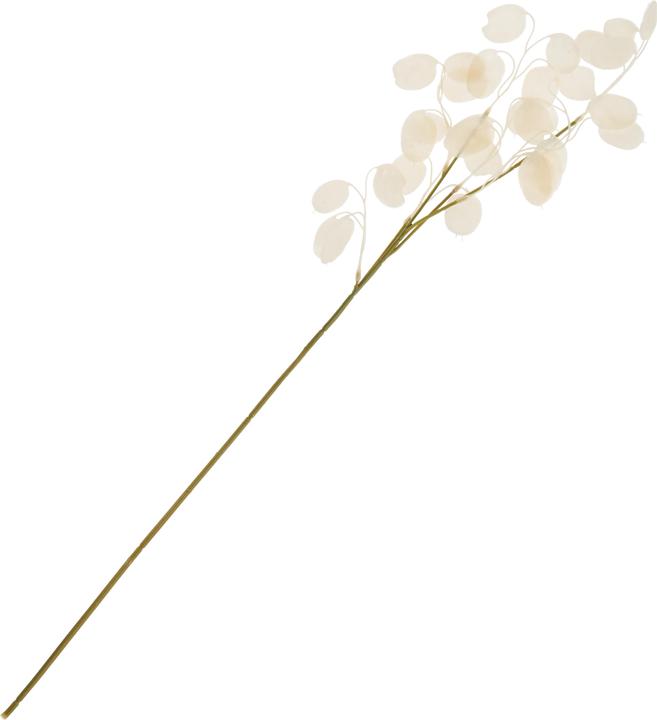 DPI Lunaria Zweig, L 71 cm