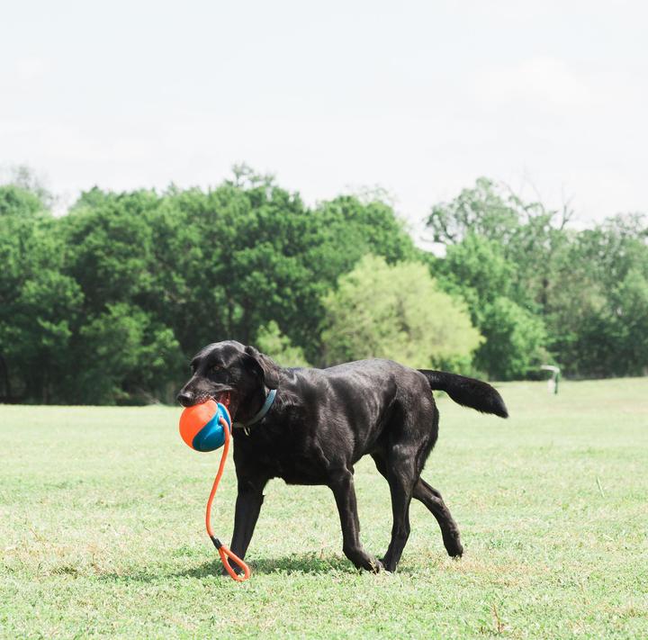 Immagine prodotto Chuckit! Giocattoli per cani (Palla giocattolo per cani)
