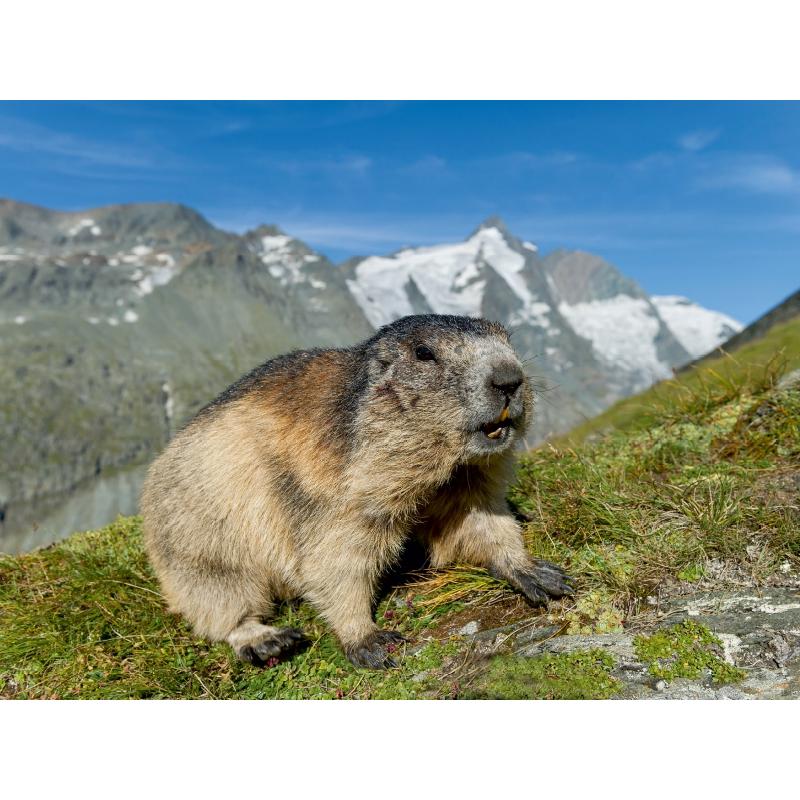 Thumbnail - Calvendo Murmel mit Grossglockner 1000 Teile Puzzle Quer (1000 Teile)