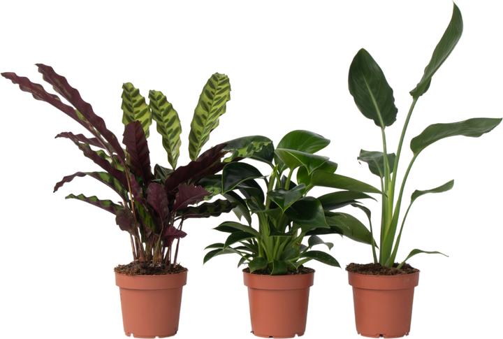 Plant in a Box Calathea, Philodendron, Strelitzia - 3 mix Green indoor  plants