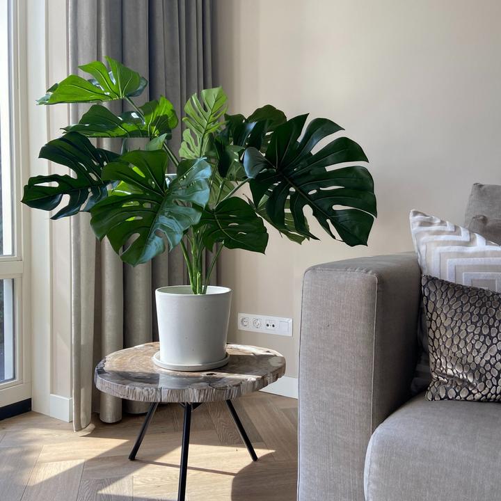 Immagine prodotto Plant in a Box Monstera - (85 cm)