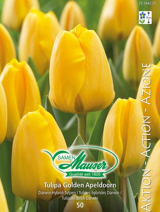 Immagine prodotto Samen Mauser Apeldoorn d'oro, Tulipano ibrido Darwin, 50 bulbi