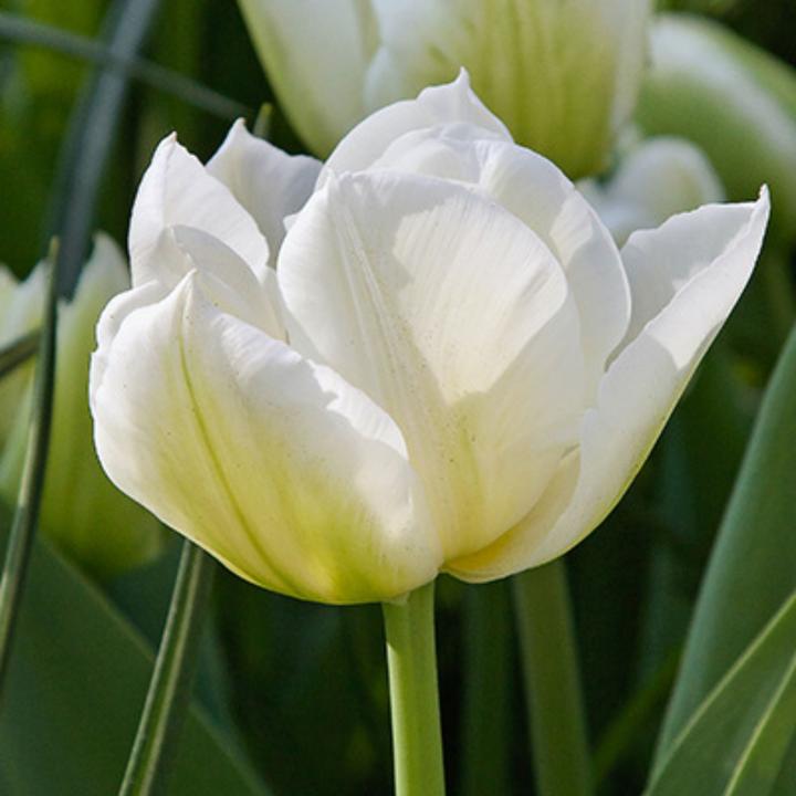 Actual product image Plant in a Box Tulipa Northcap - Set of 14 tulips (10 cm)