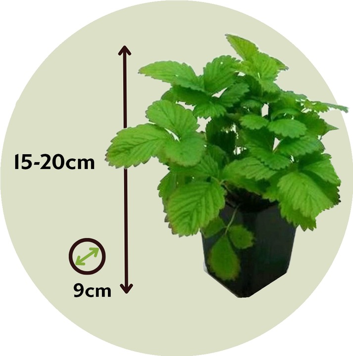 Actual product image Plant in a Box Fragaria x ananassa 'Roman' - Set of 6 strawberry plants (15 cm)