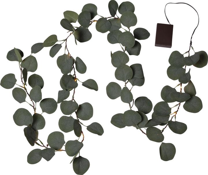 Immagine prodotto Star Trading Eucalyptus (1.80 m)