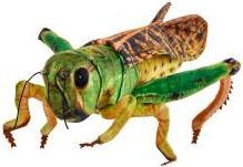 Image du produit Beppe Heuschrecke 41cm (41 cm)