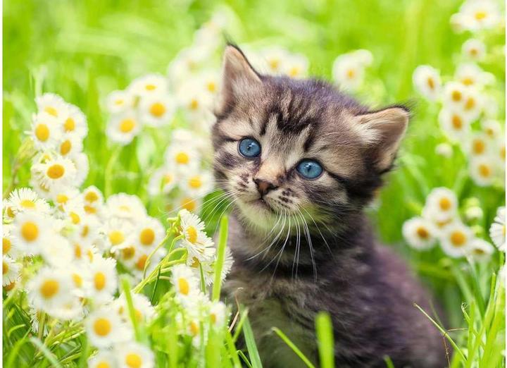 Immagine prodotto Ravensburger Gattino nel prato (500 pezzi)