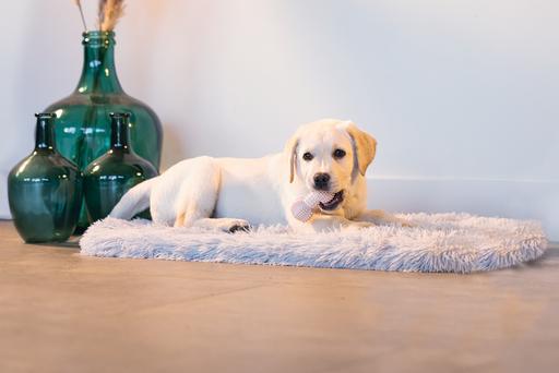 Immagine prodotto Beeztees Manubrio dentale (Gioco da masticare per cani)