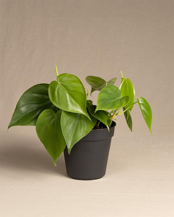 feey Philodendron scandens (10 cm, Fraîchement rempotés)