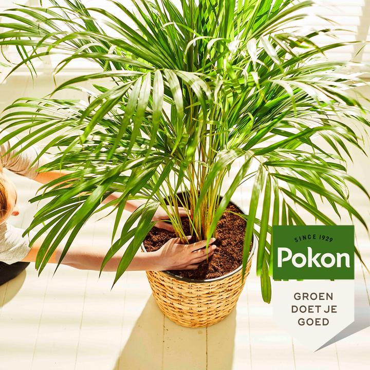 Produktbild Pokon Plant nutrition palm - (1 x)