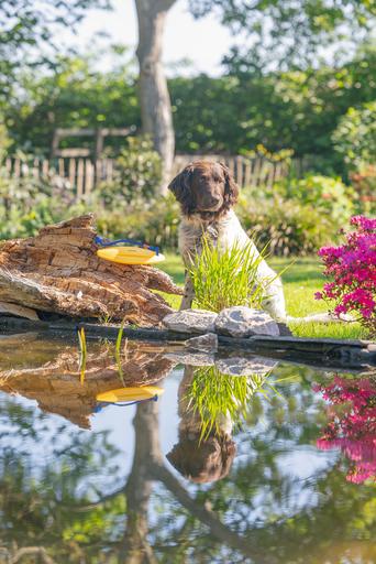 Immagine prodotto Beeztees Stella marina (Intelligenza cane toy)