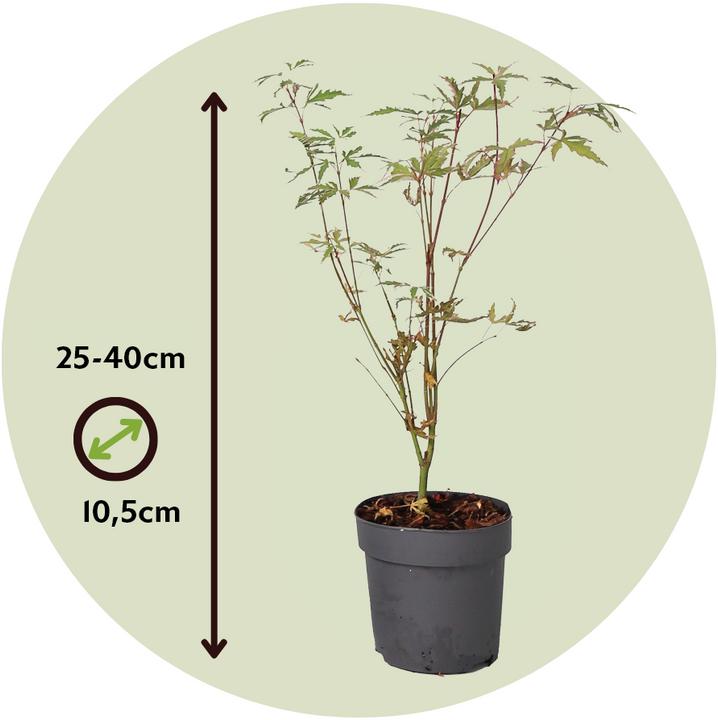 Actual product image Plant in a Box Acer palmatum 'Butterfly' - Maple tree (25 cm)