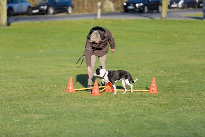 Produktbild Trixie Dog Activity (S, Agility)
