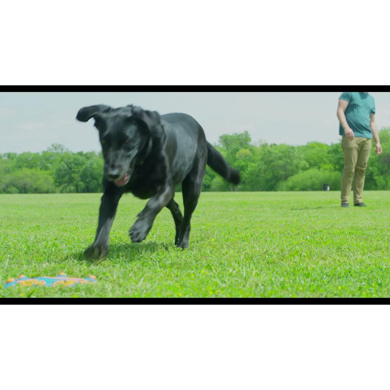 CHUCKIT! - Whistle Flight - FrIsbee pour chien - Frisbee à sifflement