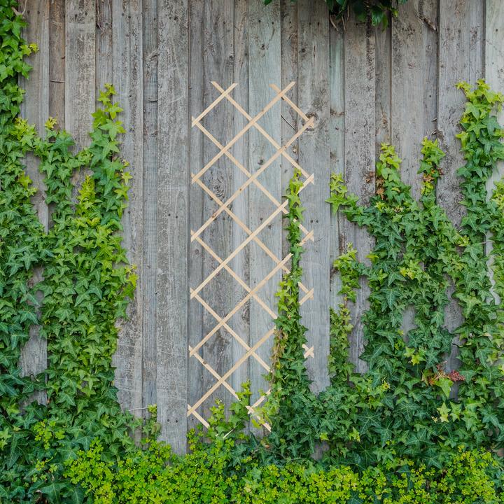 Actual product image Relaxdays 3x trellis (1 cm, 60 cm)