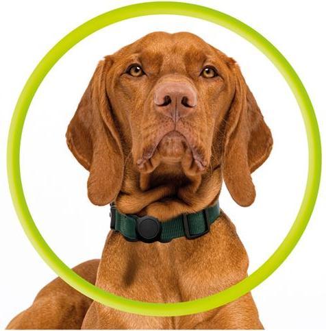 Produktbild Mobile Origin AirTag Pet Collar - Black