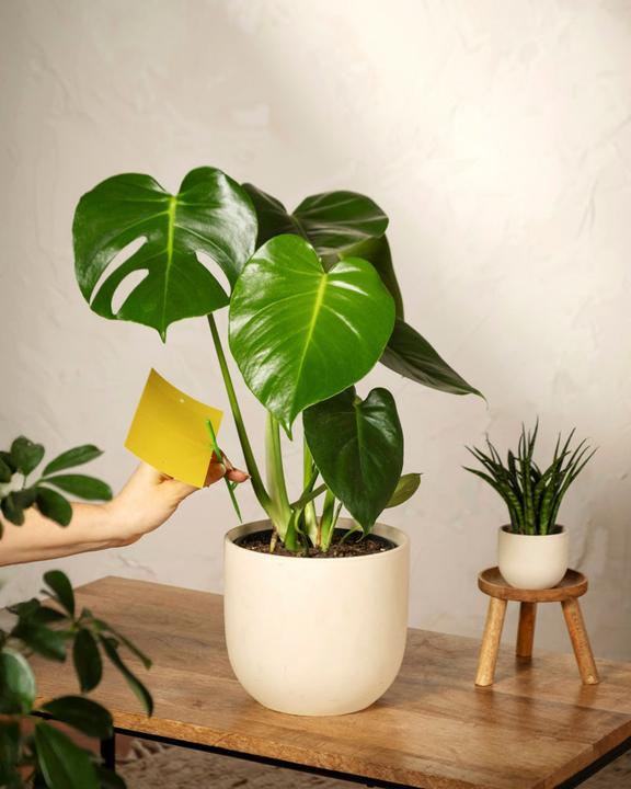 Actual product image feey Gelbtafeln