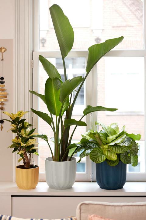 Image du produit Elho Vibes Fold (25 cm)