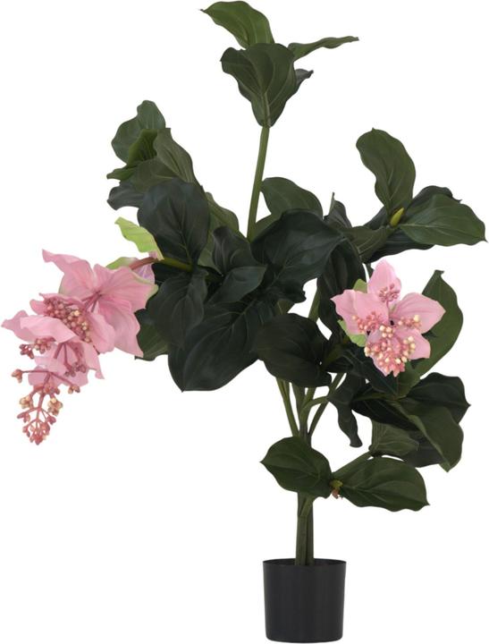 Immagine prodotto Plant in a Box Medinilla - (85 cm)