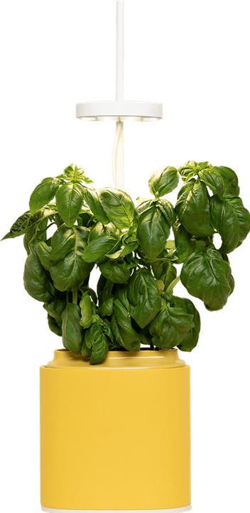 Immagine prodotto Prêt à Pousser Herb Pot Nano, giallo mimosa (13.50 cm)
