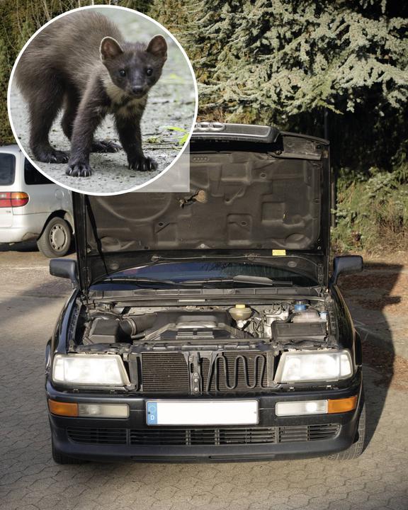 Image du produit Gardigo Défense contre les martres Type de fonction ultrasons