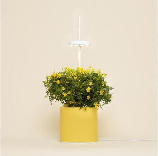 Immagine prodotto Prêt à Pousser Herb Pot Nano, giallo mimosa (13.50 cm)