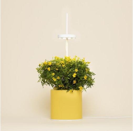 Produktbild Prêt à Pousser Kräutertopf Nano, Mimosa Yellow (13.50 cm)