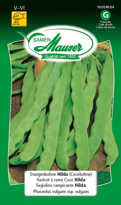 Image du produit Samen Mauser Haricot vert Hilda (Haricot coco) (Graines de légumes)