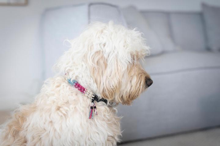 Immagine prodotto Creativ Company Kit di artigianato collare per cani all'uncinetto