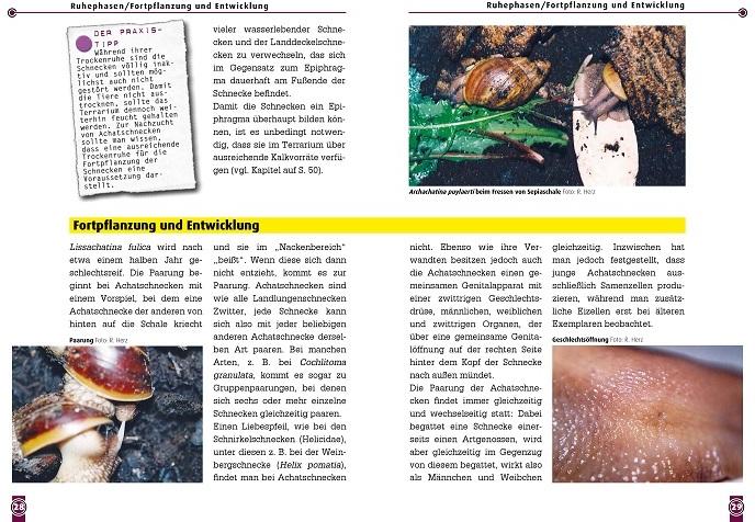 Produktbild Die Afrikanische Riesenschnecke (Deutsch, Heiko Schulz, Robert Nordsiek, 2020)