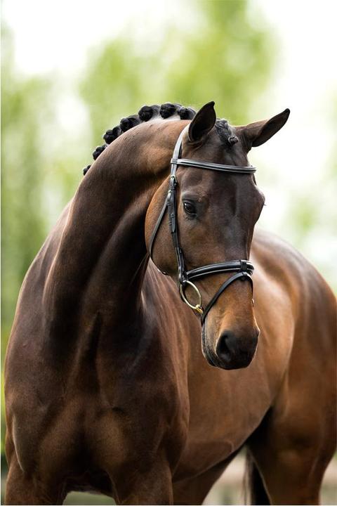 Produktbild BR Equestrian Equipment Kendal