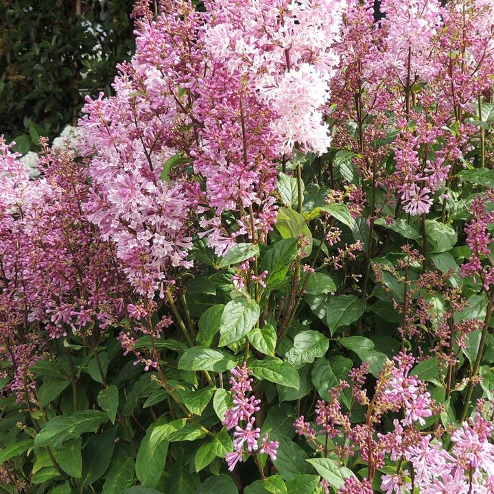 Immagine prodotto Zulauf Kanadischer Flieder / Syringa (PRE) 'Minuet' (70 cm)