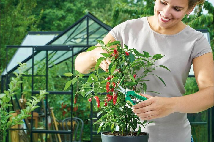 Image du produit Romberg Ciseaux de récolte Curved