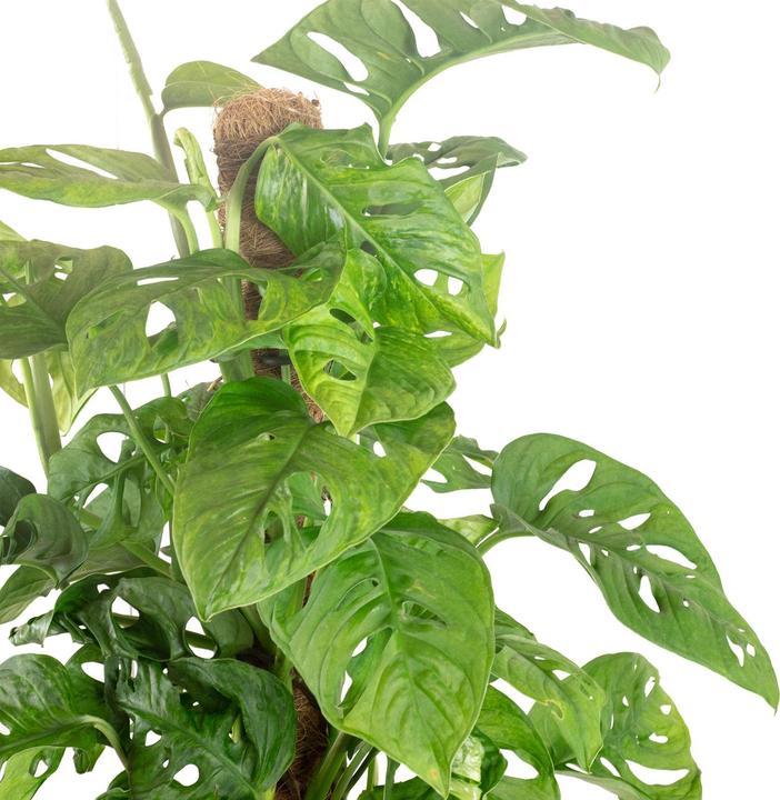 Produktbild Flowerbox Schiefes Fensterblatt am Moosstab - Monstera andansonii "Monkey Leaf" (65 cm)