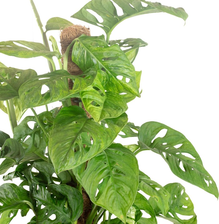 Image du produit Flowerbox Feuille de fenêtre inclinée sur tige de mousse - Monstera andansonii "Monkey Leaf (65 cm)