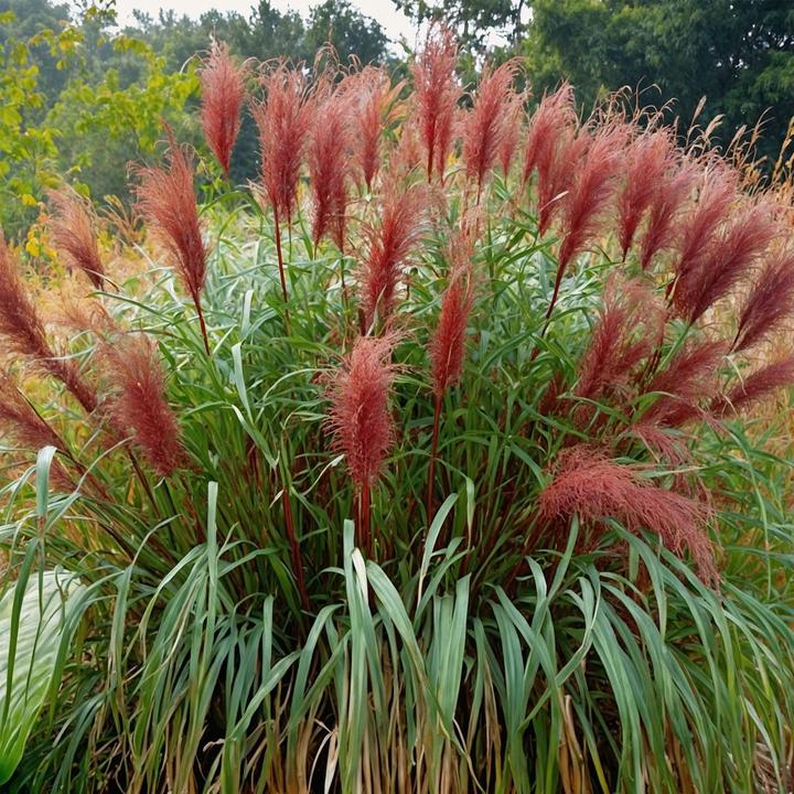 Produktbild Plant in a Box Miscanthus sinensis 'Red Chief' - 2er Set Ziergras (40 cm)