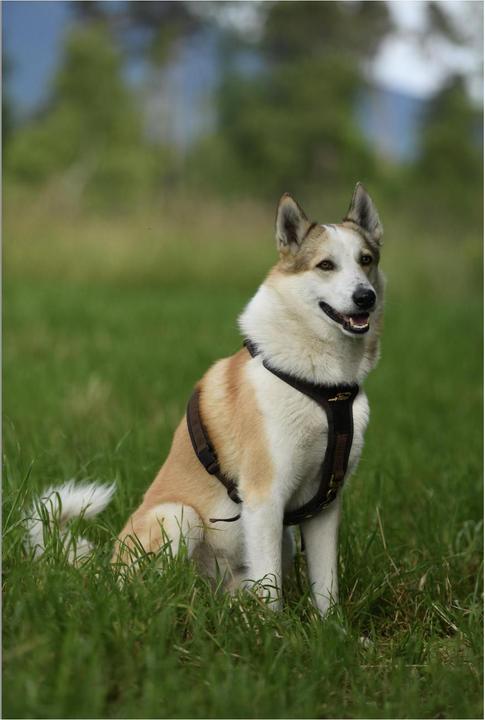 Produktbild Niggeloh Hundeführgeschirr Follow (S, Hund, Hundesport)