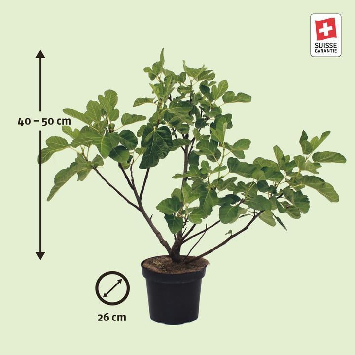 Produktbild Zulauf Feigenbaum / Ficus carica Dalmatie (60 cm)