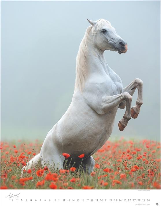 Produktbild Pferde Classics Posterkalender 2026